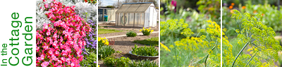 lightbox_garden
